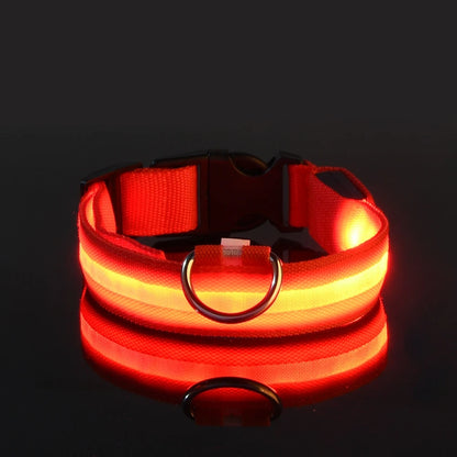 LightUp - das Halsband um ihn im Blick zu behalten