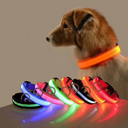 LightUp - das Halsband um ihn im Blick zu behalten
