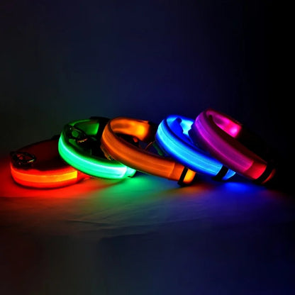 LightUp - das Halsband um ihn im Blick zu behalten